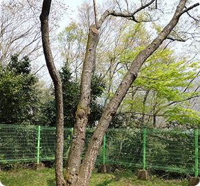 Native habitat of the flowing cheery trees (Natural Monument No. 173