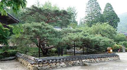 삼성각 앞 와송(臥松) 